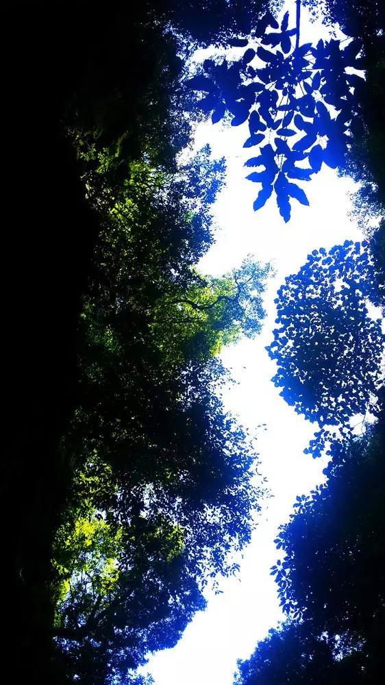 高筋面粉可以做馒头吗？
